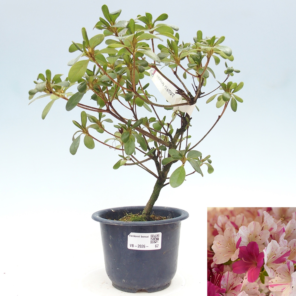 Venkovní bonsai - Japonská azalka - Azalea Kaminoyamakirin
