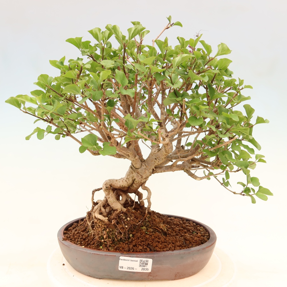 Venkovní  bonsai -  Syringa microphylla - malokvětý šeřík