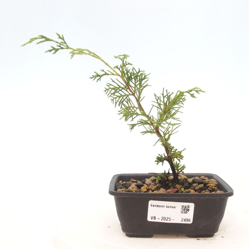 Venkovní bonsai - Juniperus chinensis Itoigawa -Jalovec čínský