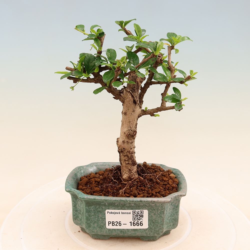 Pokojová bonsai - Carmona macrophylla - Čaj fuki