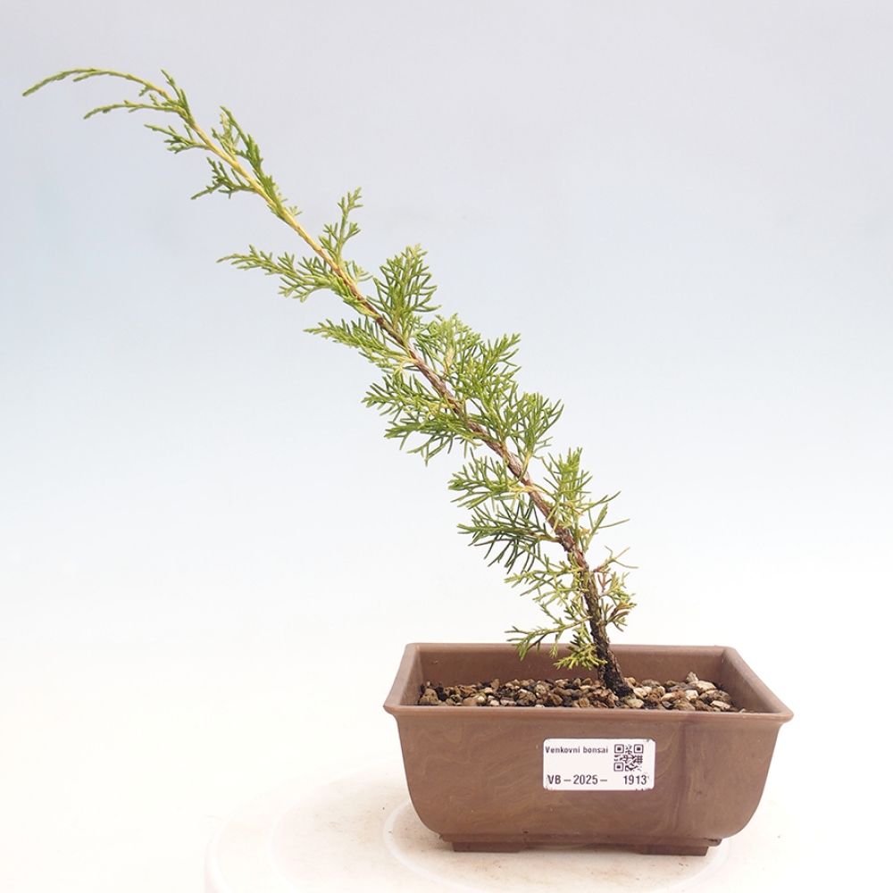 Venkovní bonsai - Juniperus chinensis Itoigawa -Jalovec čínský