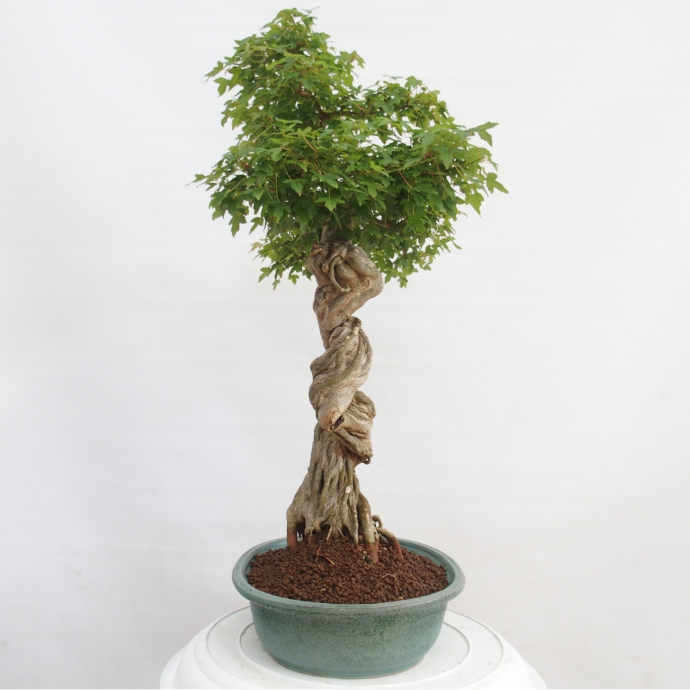 Venkovní bonsai - Acer Buergerianum - Javor Burgerův