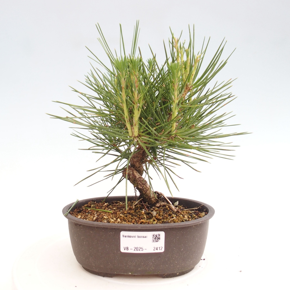 Venkovní bonsai - Pinus thunbergii - Borovice thunbergova