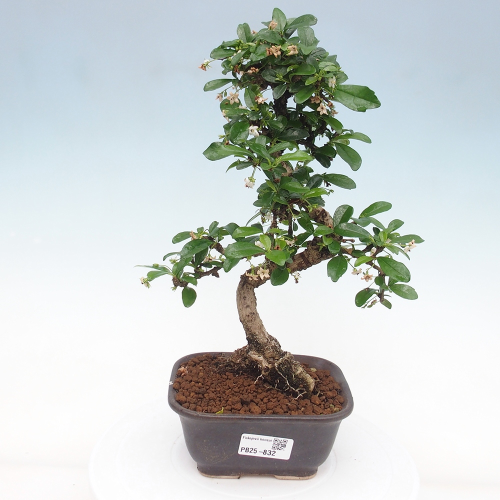 Pokojová bonsai - Carmona macrophylla - Čaj fuki