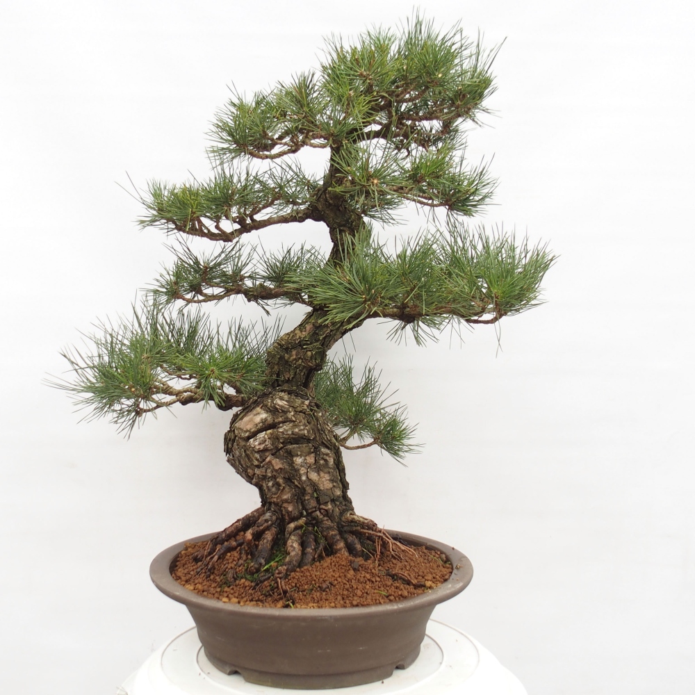 Venkovní bonsai - Pinus thunbergii - Borovice thunbergova