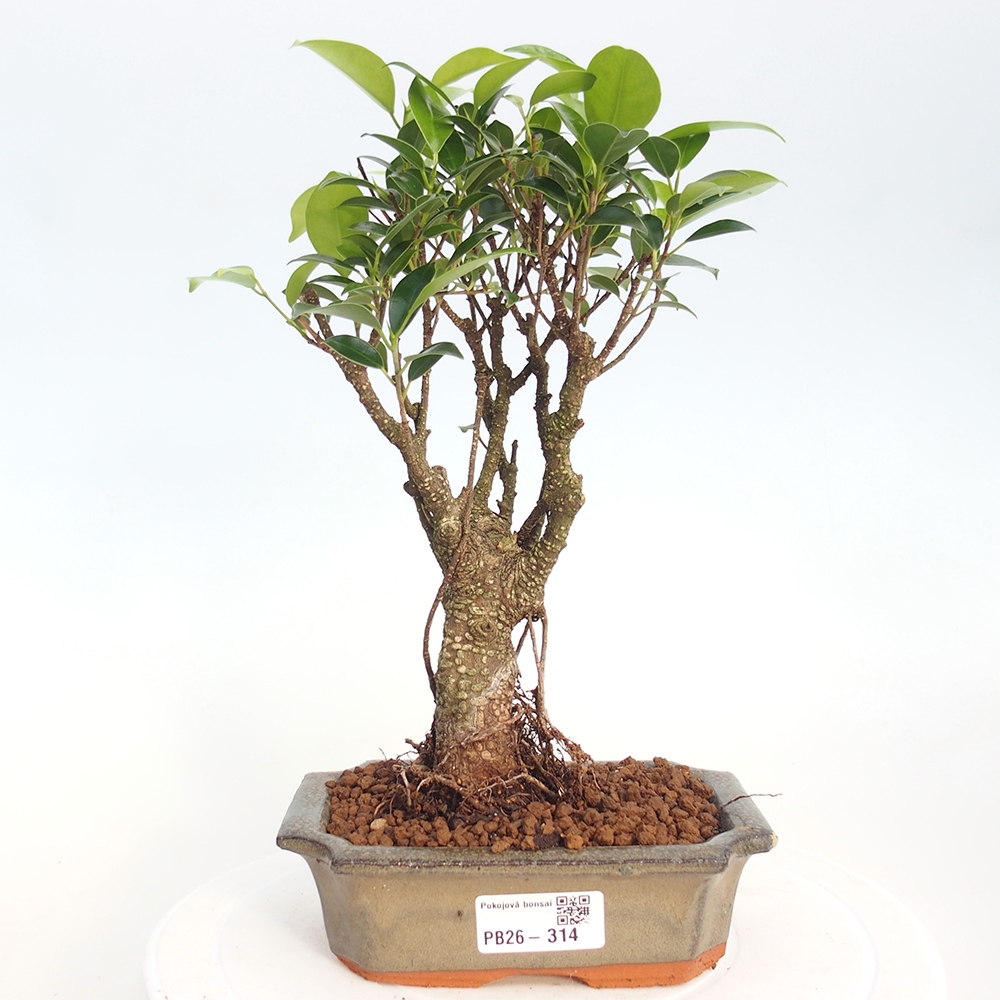 Pokojová bonsai - Ficus retusa -  malolistý fíkus