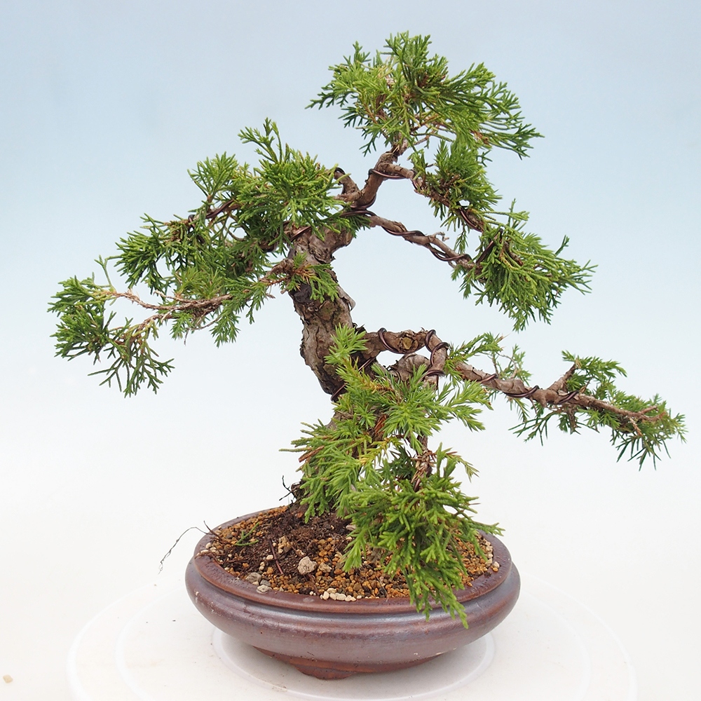 Venkovní bonsai - Juniperus chinensis Itoigawa -Jalovec čínský