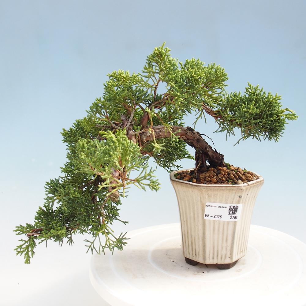 Venkovní bonsai - Juniperus chinensis Kishu -Jalovec čínský