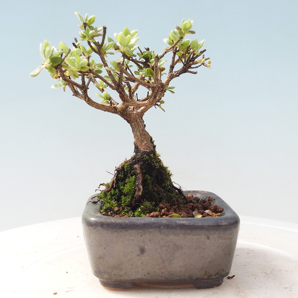 Venkovní bonsai - Rhododendron indicum - Japonská azalka