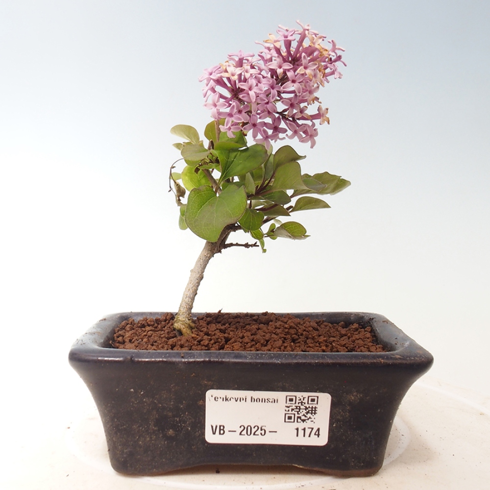Venkovní bonsai - Syringa Meyeri Palibin - Šeřík Meyerův