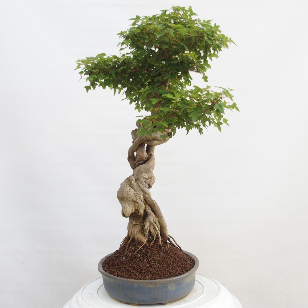 Venkovní bonsai - Acer Buergerianum - Javor Burgerův