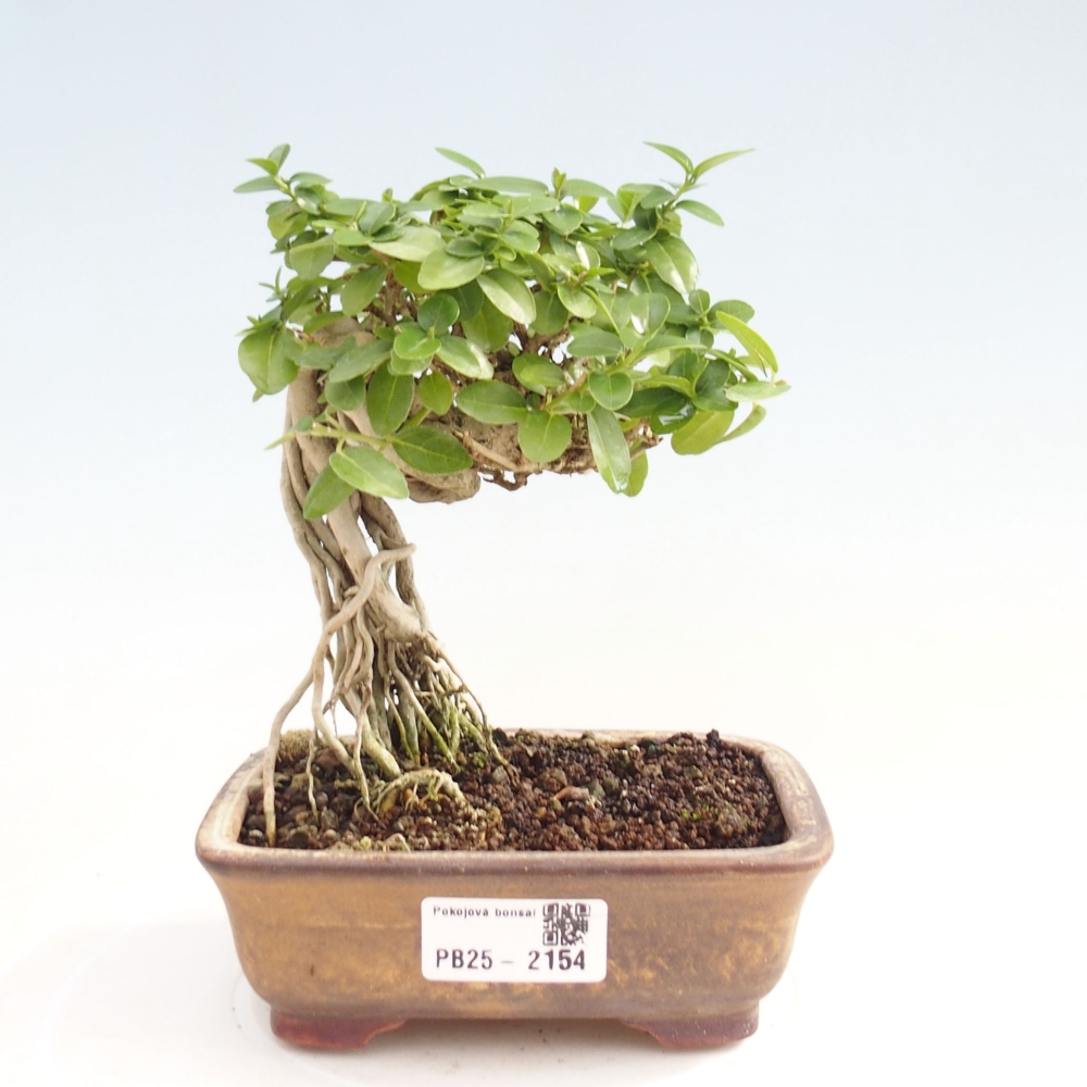 Pokojová bonsai - Premna serratifolia  - Kozlovoň malolistá