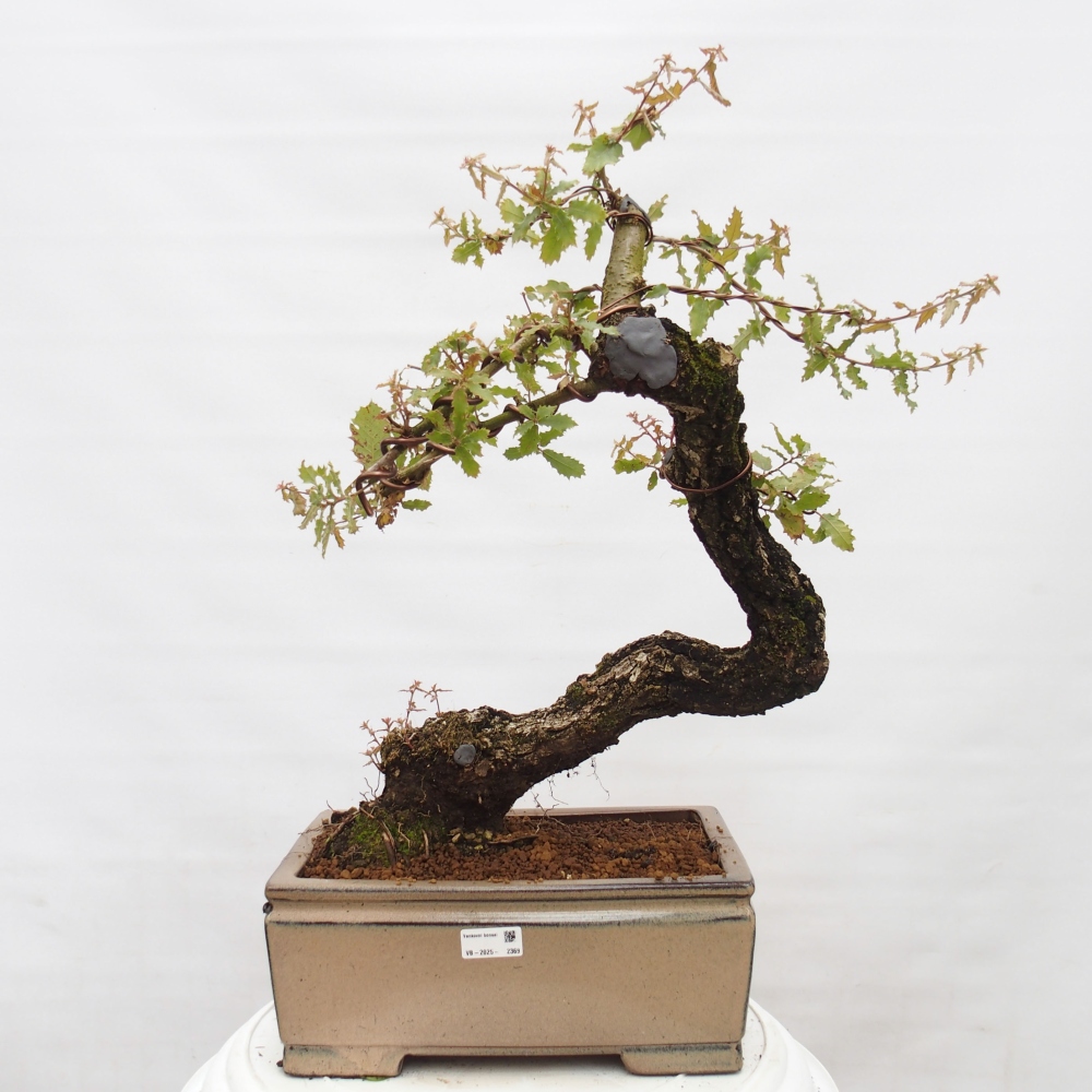 Yamadori - Quercus Ilex -Dub cesmínovitý