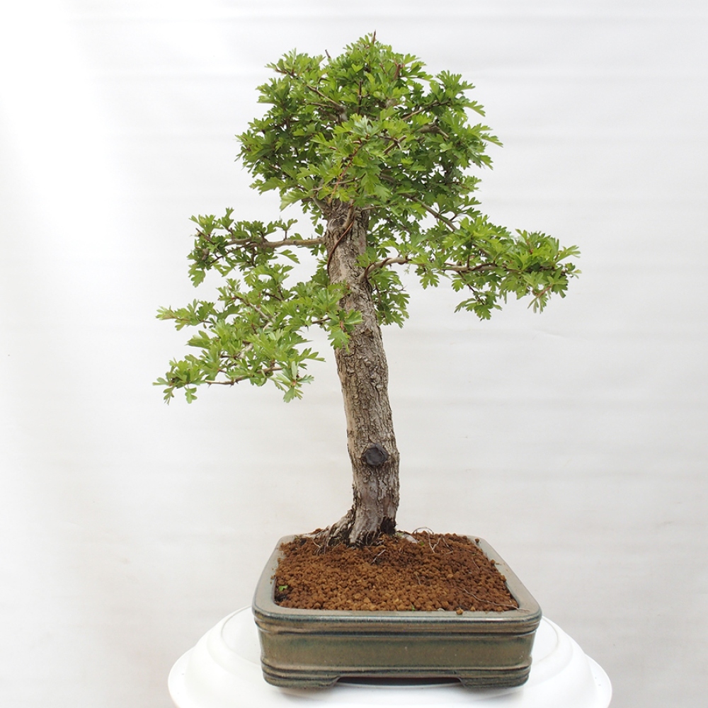 Venkovní bonsai - Hloh - Crataegus monogyna