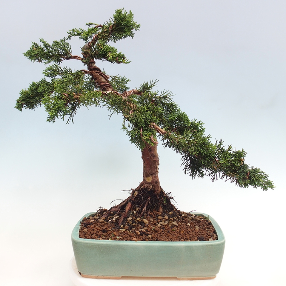Venkovní bonsai - Juniperus chinensis Kishu -Jalovec čínský