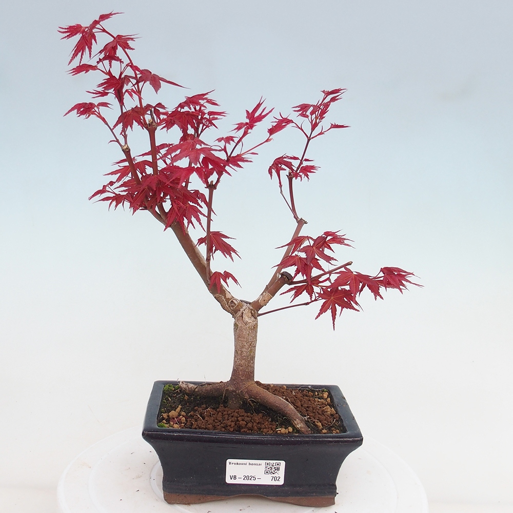 Venkovní bonsai - Javor dlanitolistý - Acer palmatum DESHOJO