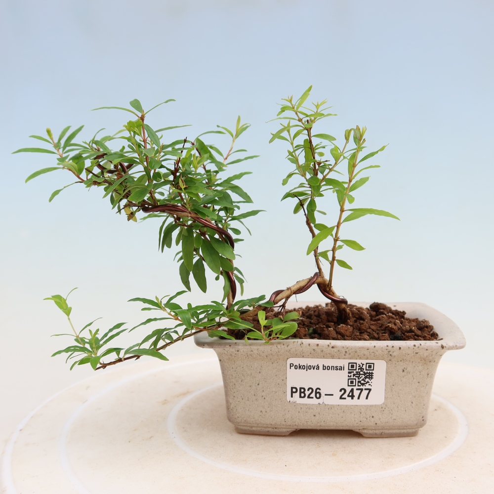 Pokojová bonsai-PUNICA granatum nana-Granátové jablko