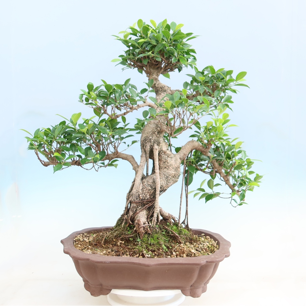 Pokojová bonsai - Ficus kimmen -  malolistý fíkus