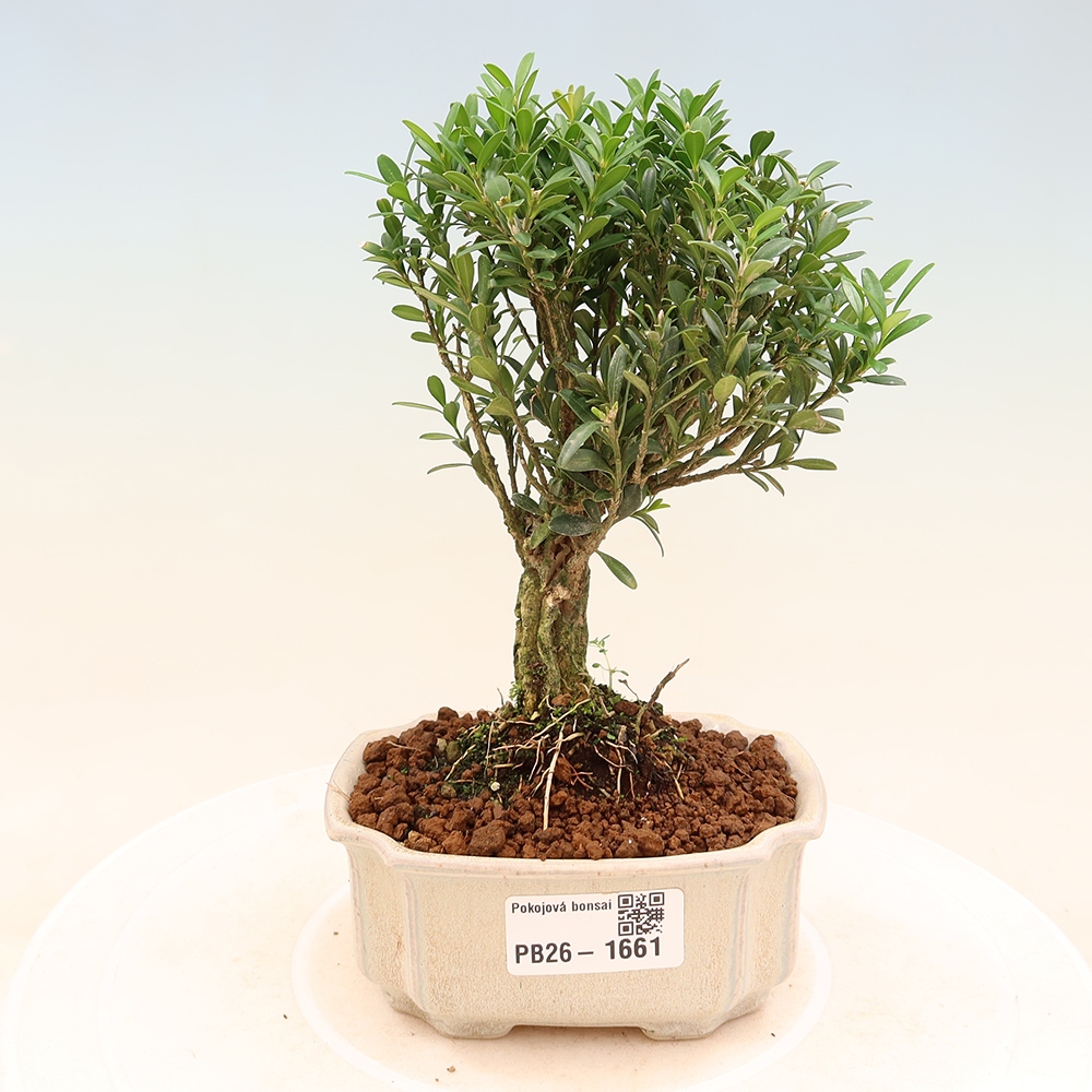 Pokojová bonsai - Buxus harlandii -korkový buxus