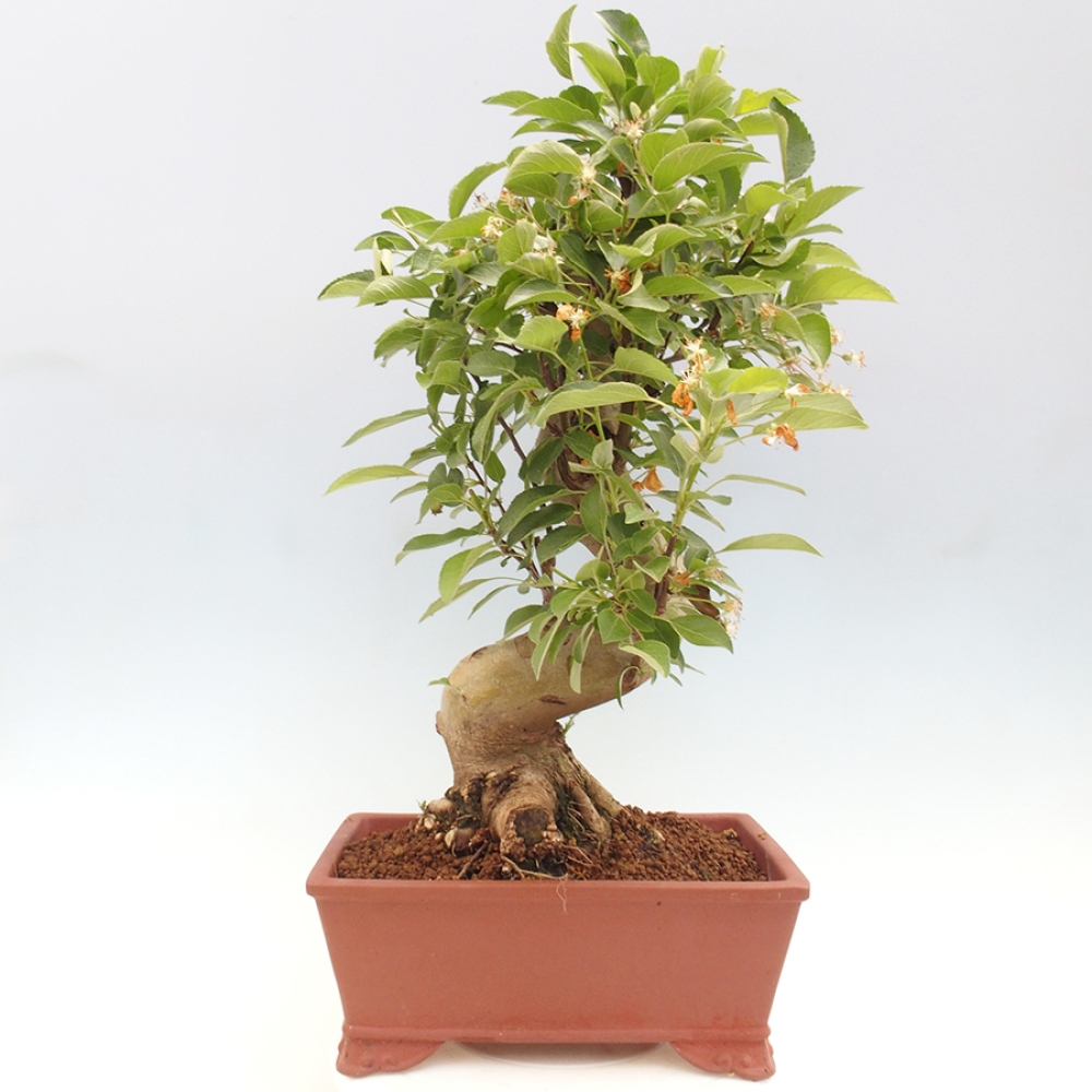 Venkovní bonsai -Malus halliana - Maloplodá jabloň