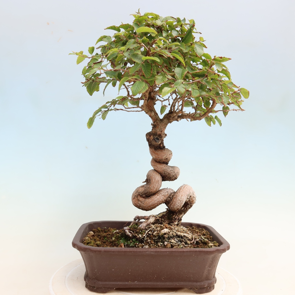Venkovní bonsai -Carpinus CARPINOIDES - Habr korejský