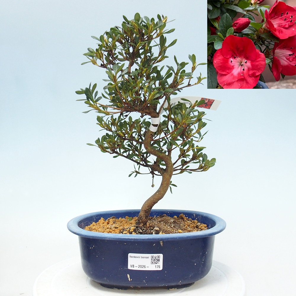 Venkovní bonsai - Japonská azalka - Azalea Benibeni