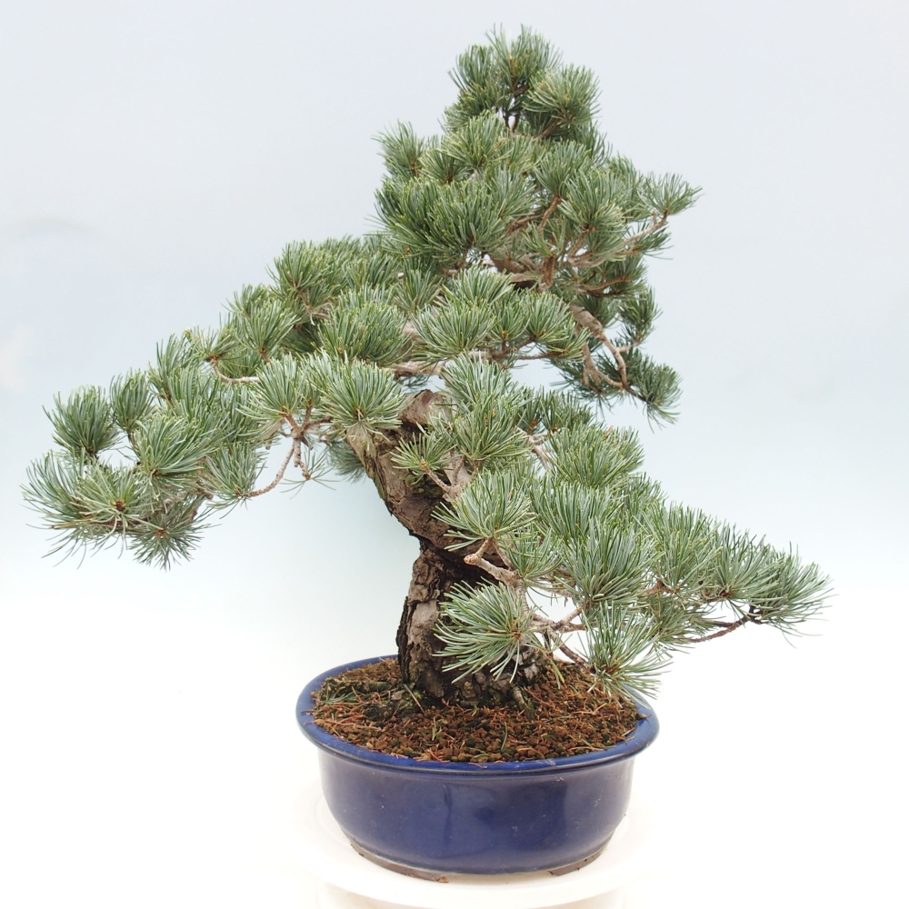 Venkovní bonsai - Pinus parviflora - Borovice drobnokvětá