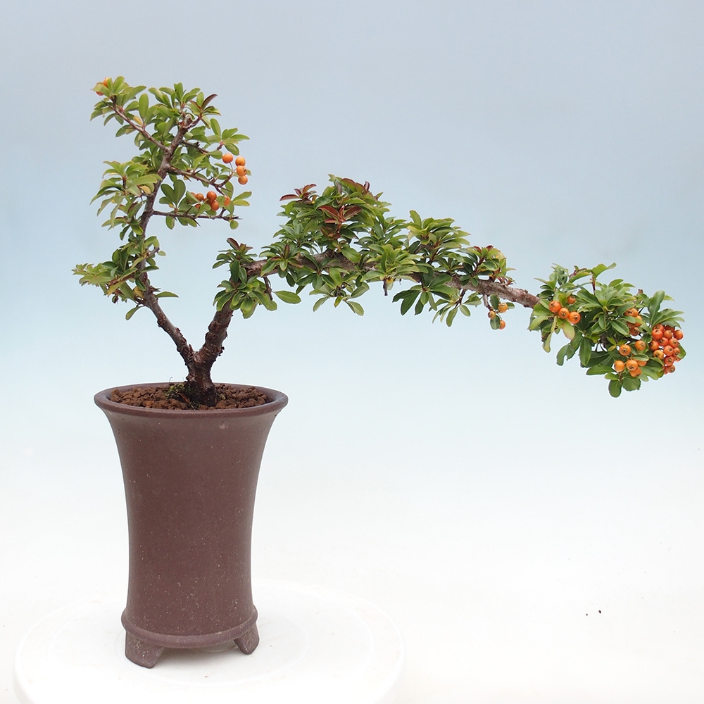 Venkovní bonsai-Pyracanta Teton -Hlohyně