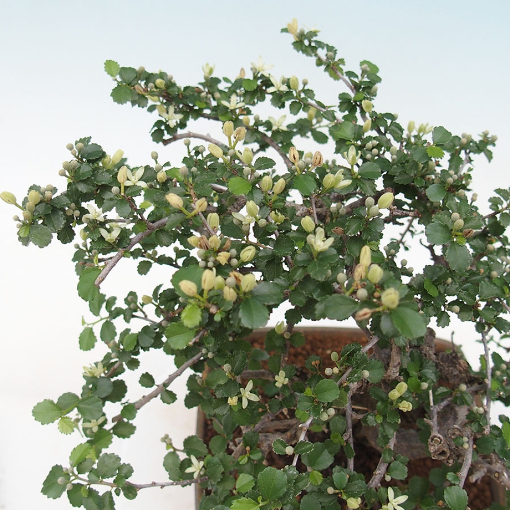 Pokojová bonsai - Grewia sp. - Grewie malolistá