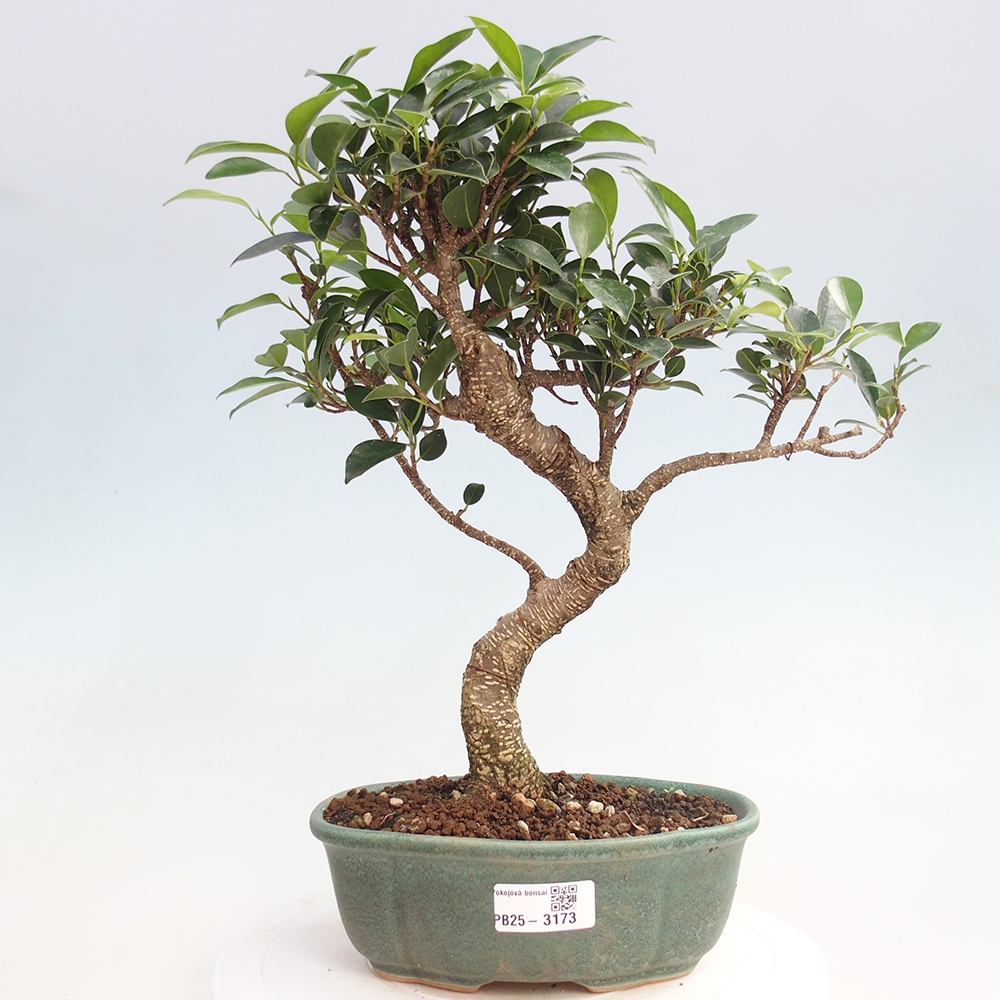Pokojová bonsai - Ficus retusa -  malolistý fíkus