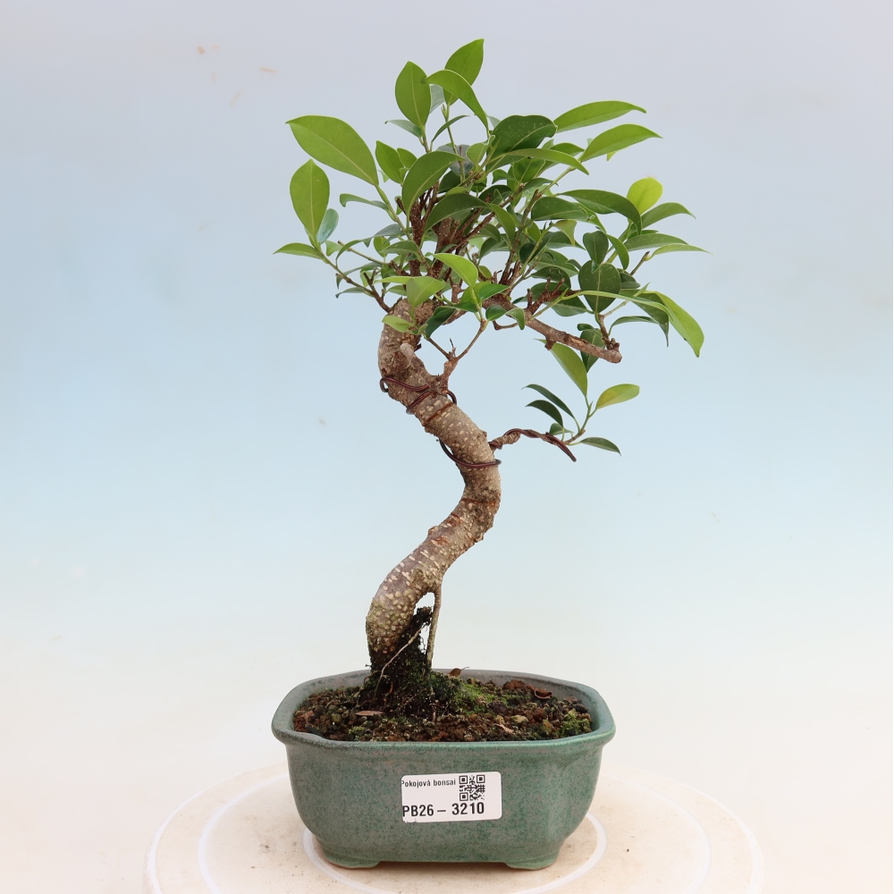 Pokojová bonsai - Ficus kimmen -  malolistý fíkus