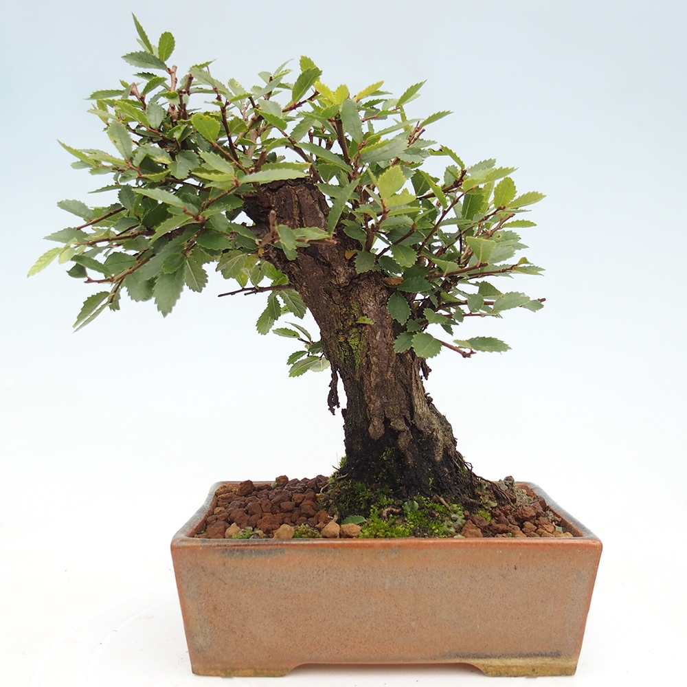 Venkovní bonsai - Zelkova - Zelkova NIRE