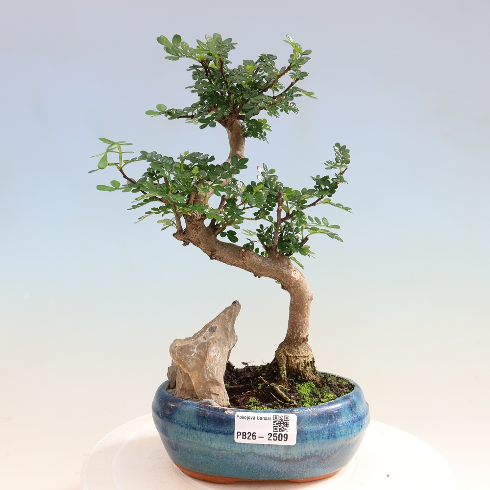 Pokojová bonsai - Zantoxylum piperitum - Pepřovník