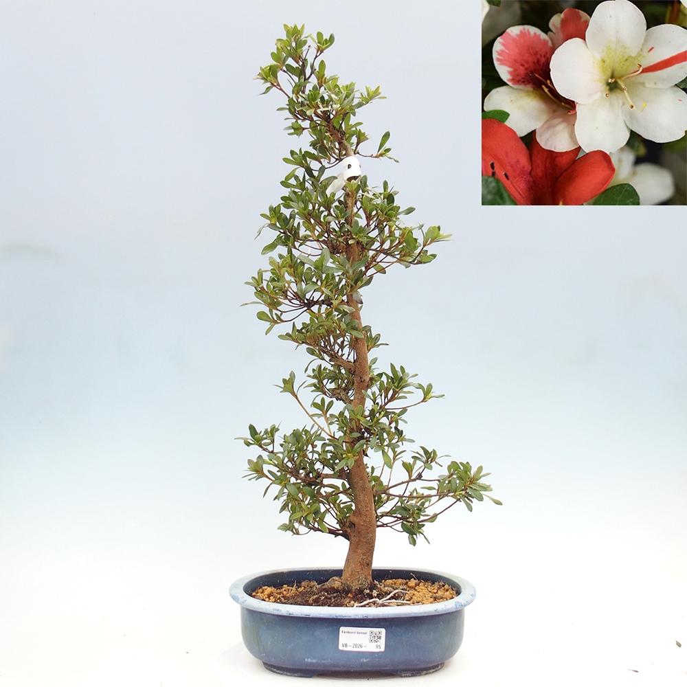 Venkovní bonsai - Japonská azalka - Azalea Karenai-no-tenshi