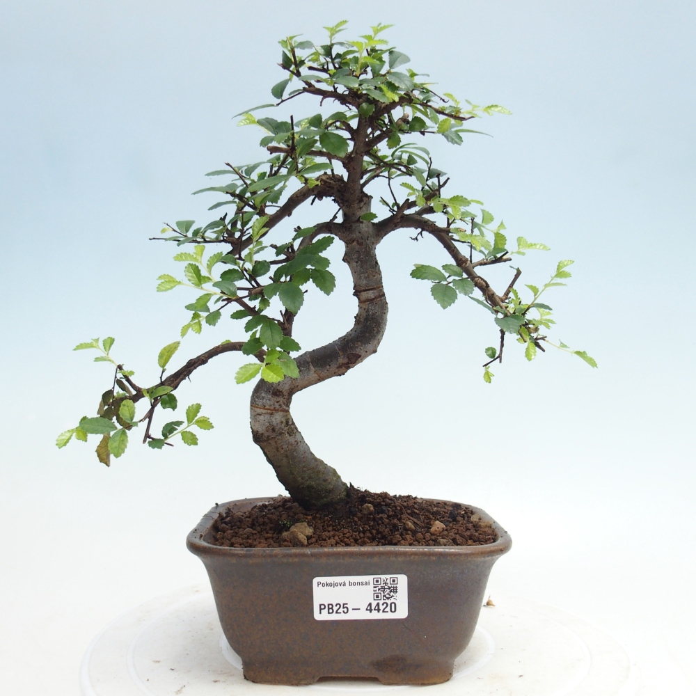 Pokojová bonsai - Ulmus parvifolia - Malolistý jilm