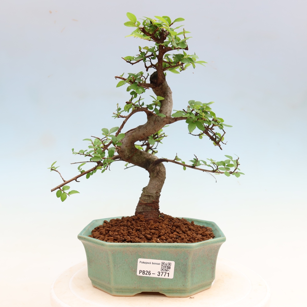 Pokojová bonsai - Ulmus parvifolia - Malolistý jilm