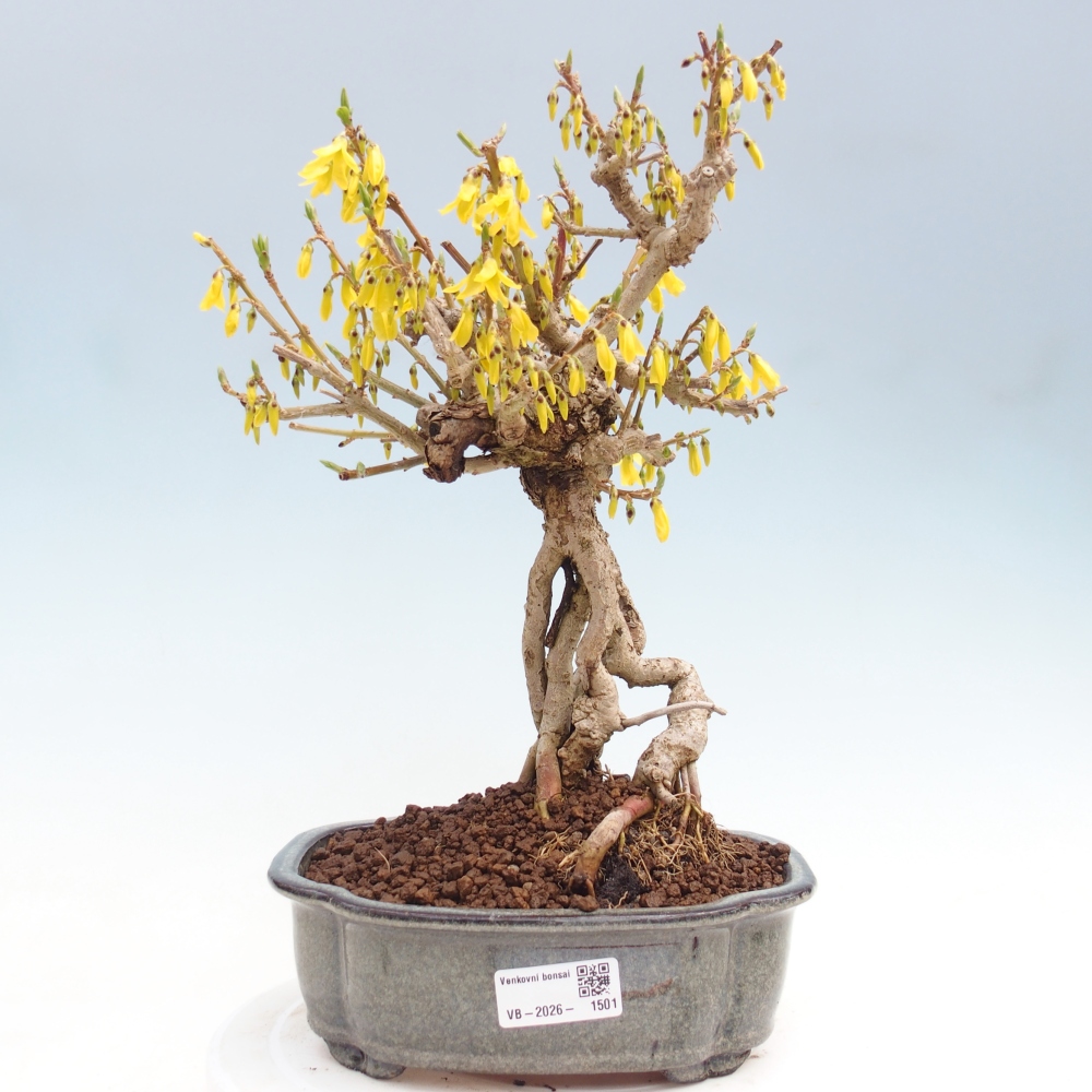 Venkovní bonsai - Zlatice - Forsythia koreana