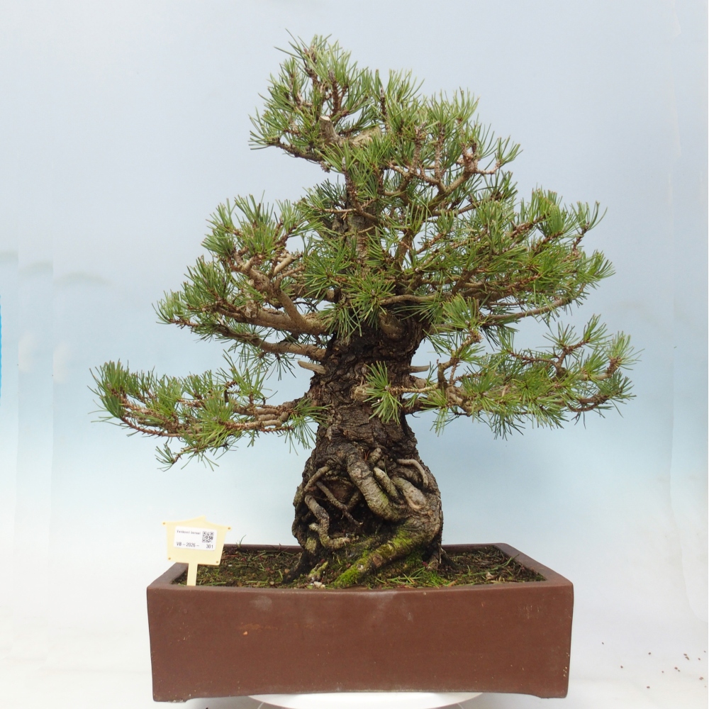 Venkovní bonsai - Pinus sylvestris - Borovice lesní