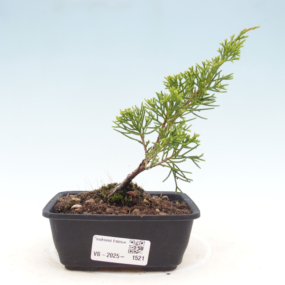 Venkovní bonsai - Juniperus chinensis Itoigawa -Jalovec čínský
