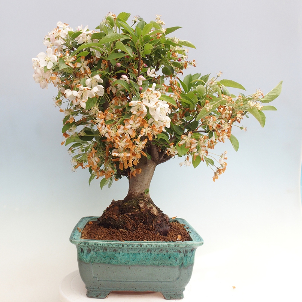 Venkovní bonsai -Malus halliana - Maloplodá jabloň