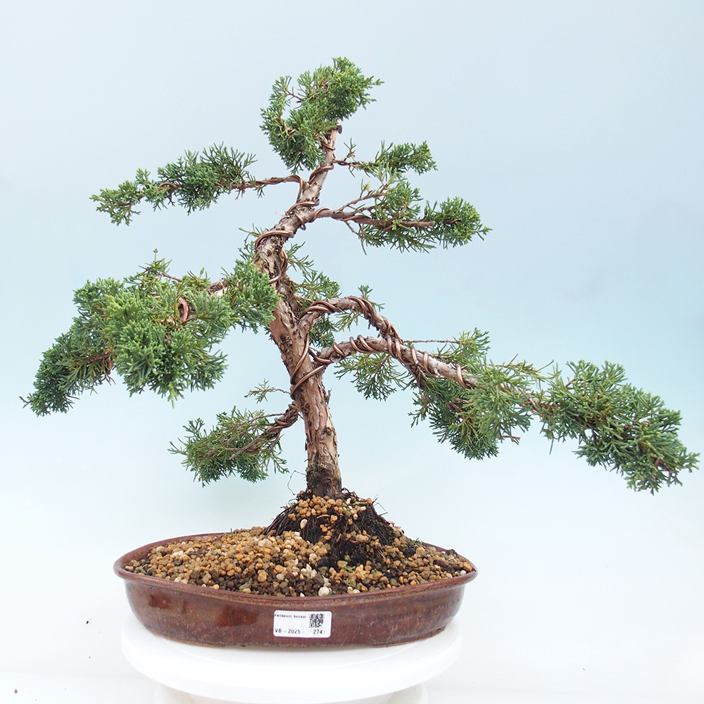 Venkovní bonsai - Juniperus chinensis Kishu -Jalovec čínský