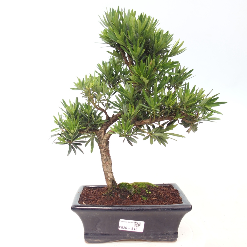 Pokojová bonsai - Podocarpus - Kamenný tis