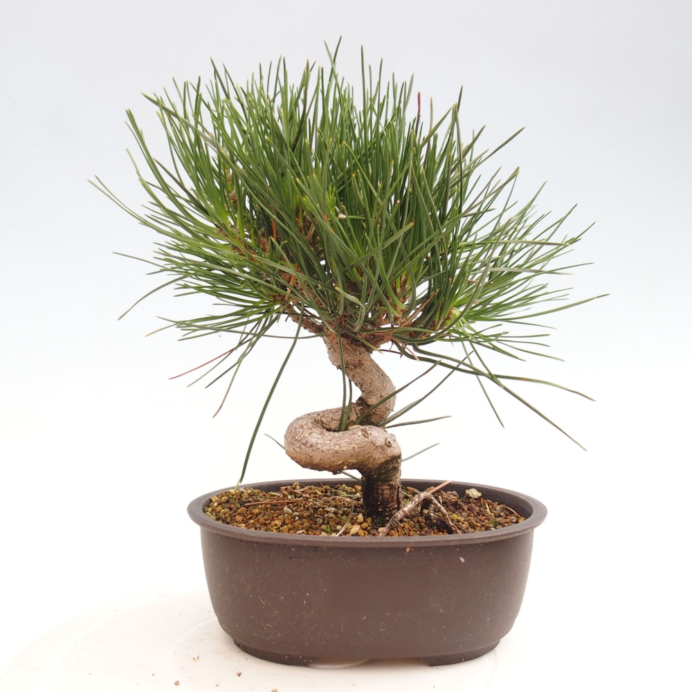 Venkovní bonsai - Pinus thunbergii - Borovice thunbergova