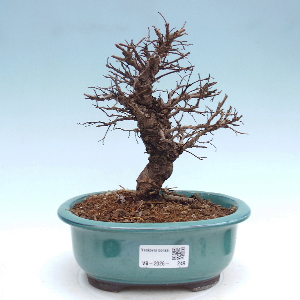 Venkovní bonsai - Zelkova - Zelkova NIRE
