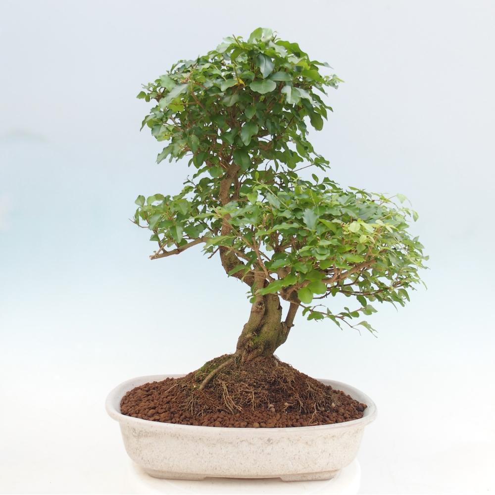 Pokojová bonsai -Ligustrum chinensis - Ptačí zob