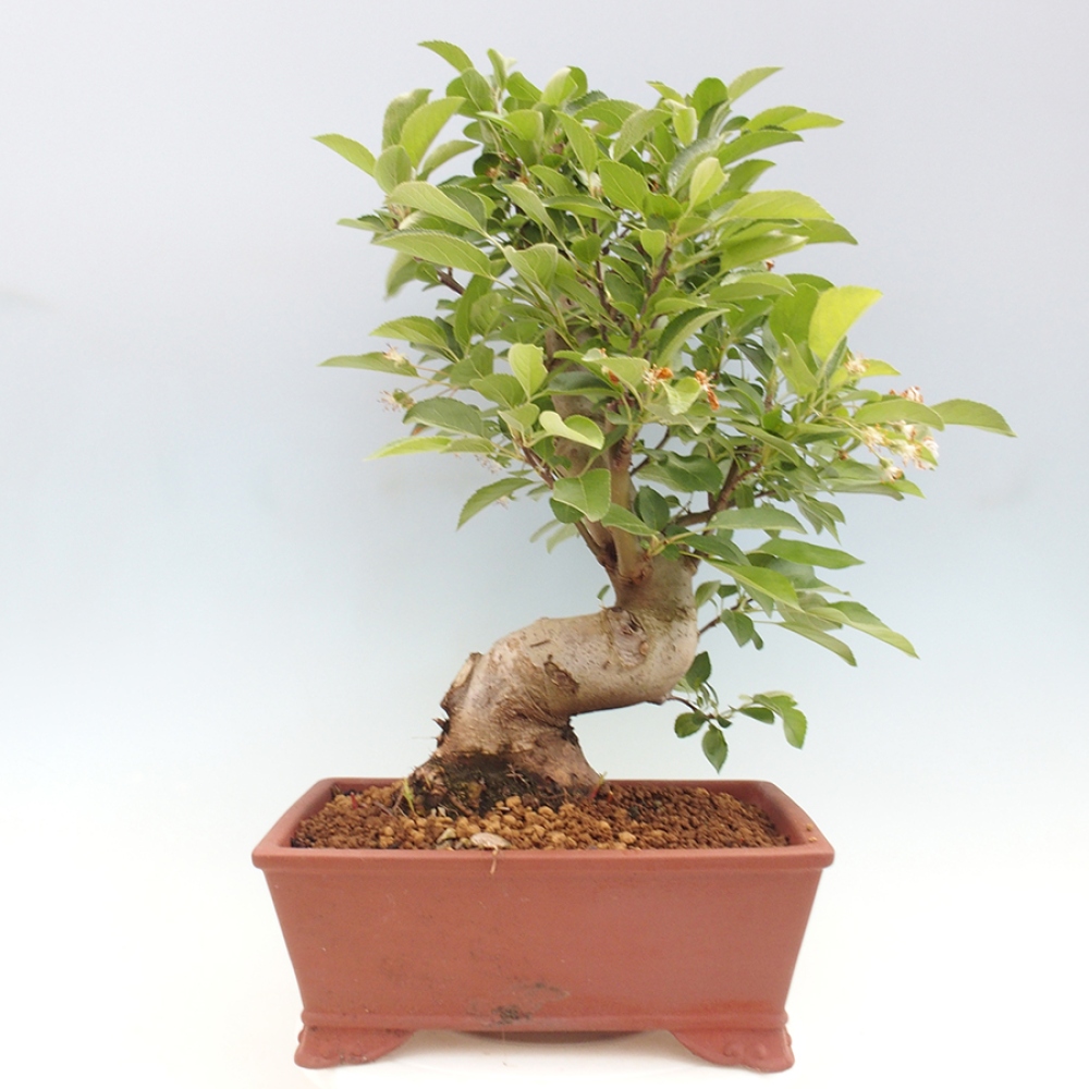 Venkovní bonsai -Malus halliana - Maloplodá jabloň
