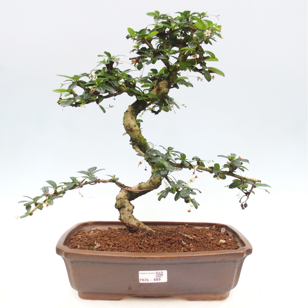Pokojová bonsai - Carmona macrophylla - Čaj fuki