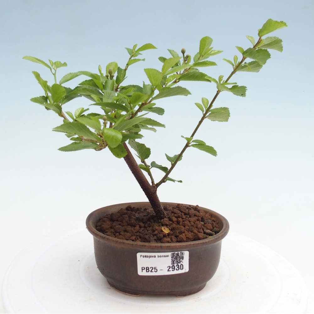 Pokojová bonsai - Grewia occidentalis - Hvězdice levandulová
