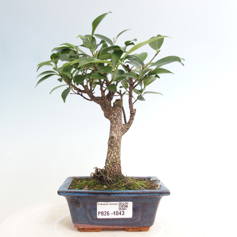 Pokojová bonsai Ficus retusa kimmen
