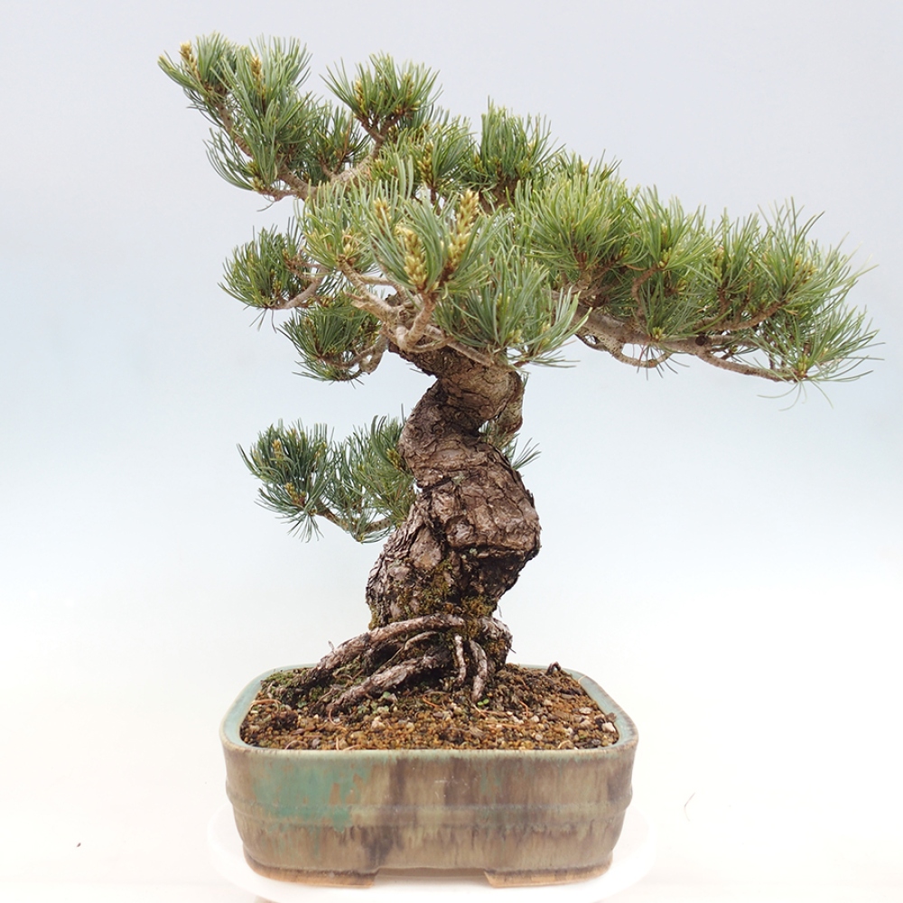 Venkovní bonsai - Pinus parviflora - Borovice drobnokvětá